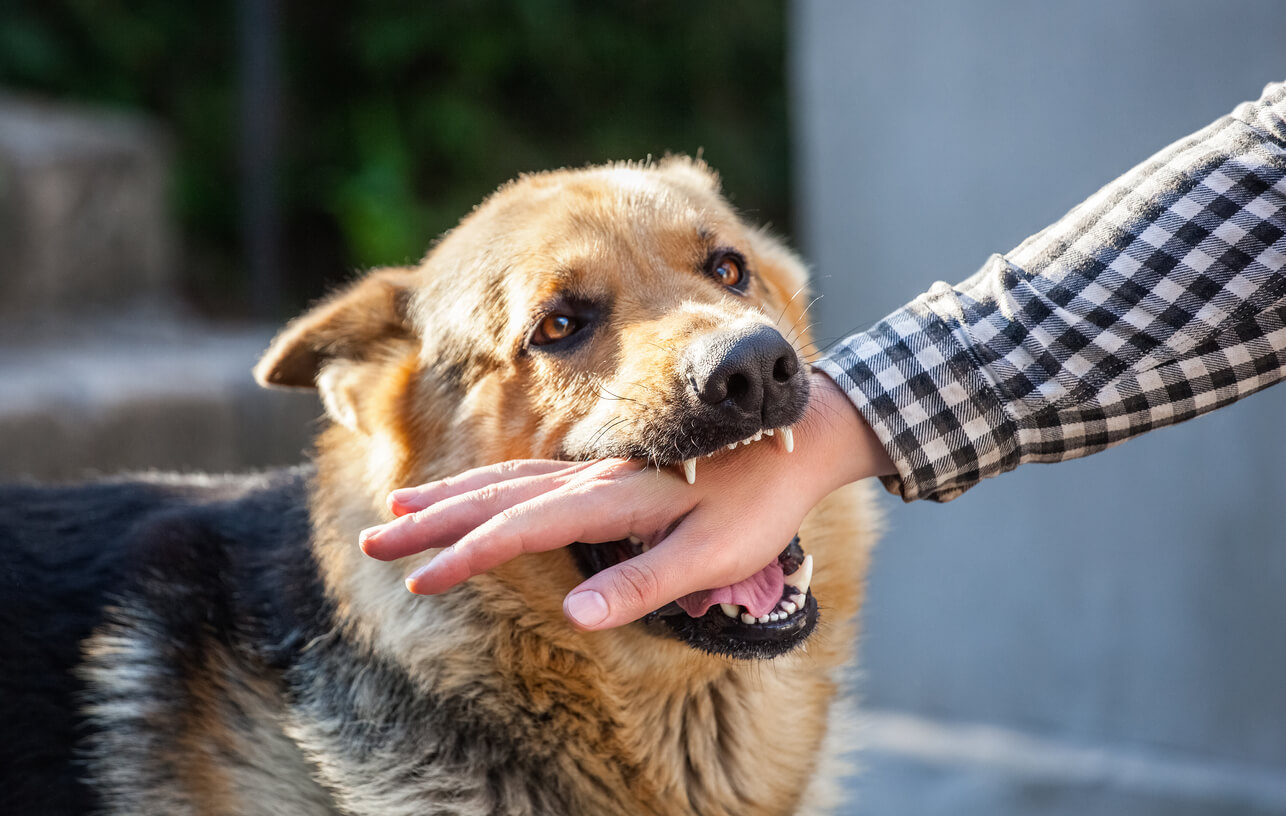 Dog Bite Liability in Greenville & Fountain Inn, SC | Venus Poe Blog