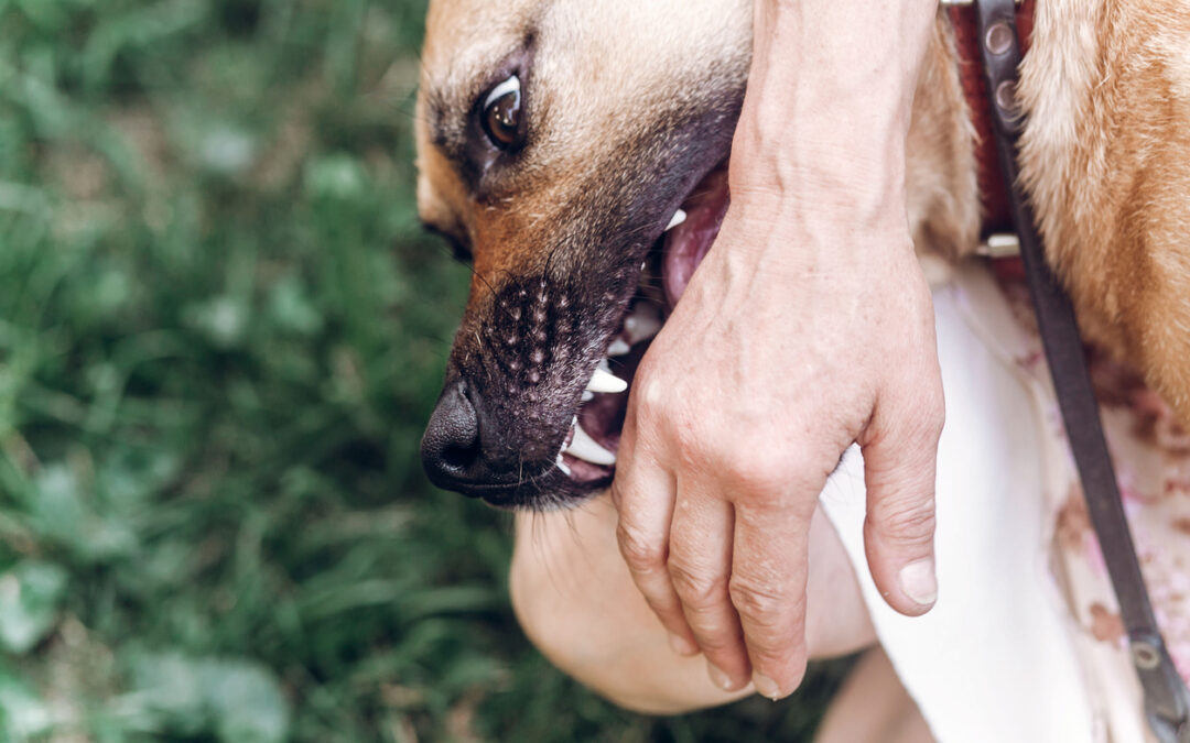 Steps You Should Take After a Dog Bite in Greenville, SC