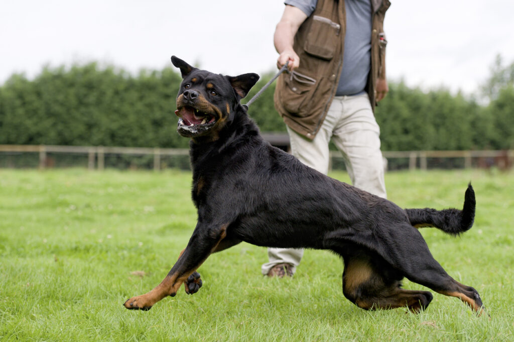 aggresive-dog-on-leash-to-prevent-dog-bite-in-SC-park